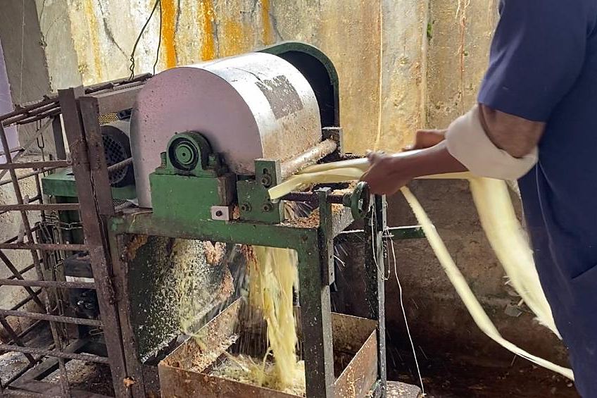 An operator feeding a pseudostem through the fibre extraction machine