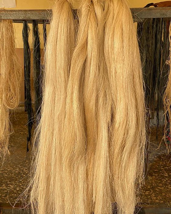 Long combed plantain fibre hanging on the drying racks
