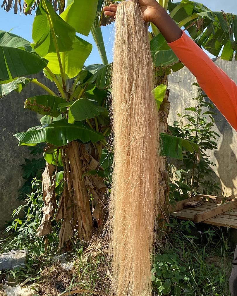 Cleaned plantain pseudostem fibre laid out to dry
