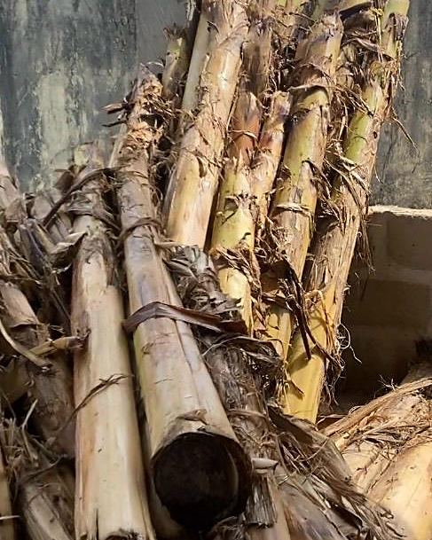 Harvested plantain pseudostems collected at the farm gate